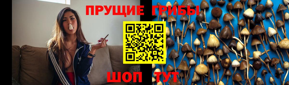 хочу   Уварово  Псилоцибиновые грибы MAGIC MUSHROOMS 